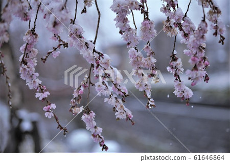 Cherry blossoms and spring snow Cherry blossoms and spring snow 61646864