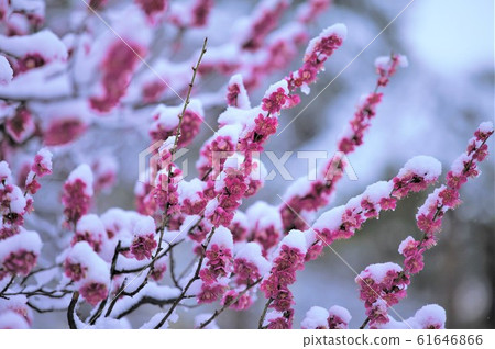 Snow on red plum 61646866