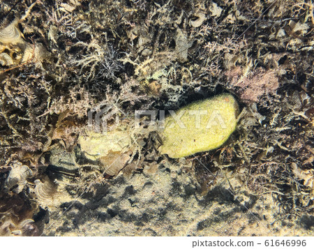 Sea bottom top view background 61646996