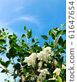 Spring Egonoki 61647654