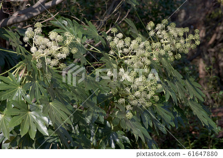 幼苗的果實 61647880