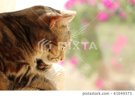 Cat american shorthair relaxing on the veranda window Cat american shorthair relaxing on the veranda window 61649373