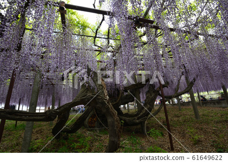 I went to see Wisteria of Chosenji Temple. # 14 I went to see Wisteria of Chosenji Temple. # 14 61649622