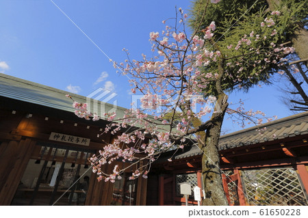 靖國神社梅花 靖國神社梅花 61650228