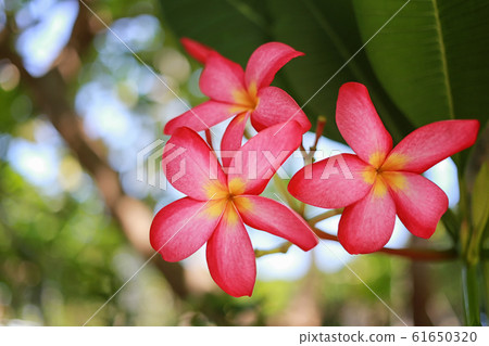 Pink frangipani flowers or Pink plumeria blooming on tree in the garden. Pink frangipani flowers or Pink plumeria blooming on tree in the garden. 61650320