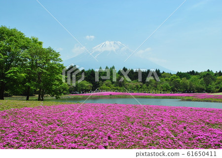 富士芝櫻，富士山，櫻花，賞櫻，雙富士，雙富士，節日，事件，旅遊景點，山梨，靜岡，河口湖 61650411