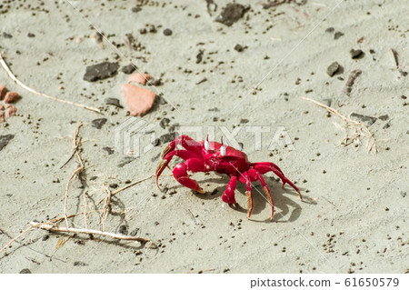 Christmas Island red crab (Gecarcoidea natalis) Christmas Island red crab (Gecarcoidea natalis) 61650579