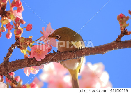 Cute cherry blossoms with pink cherry blossoms 61650919
