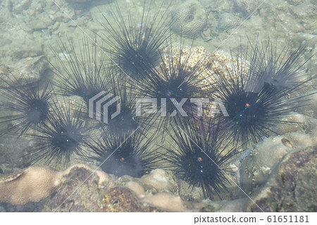 Black Sea urchin on stone in sea. Black Sea urchin on stone in sea. 61651181