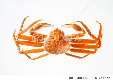 Snow crab 61651536