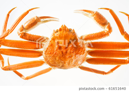 雪蟹 61651640