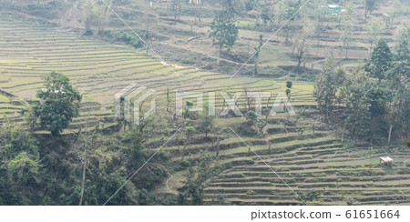 Terrace cultivation in Plains of Uttaranchal India Terrace cultivation in Plains of Uttaranchal India 61651664
