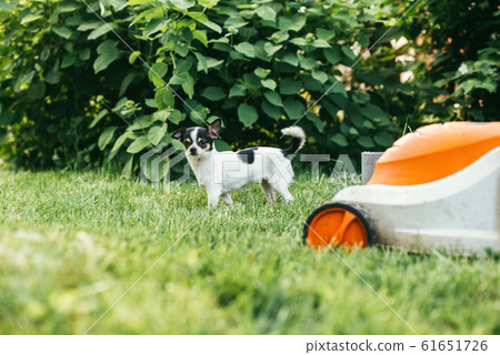 the little dog Chihuahua playing outside on the grass spring backyard near lawn mower . Selective focus bokeh background the little dog Chihuahua playing outside on the grass spring backyard near lawn mower . Selective focus bokeh background 61651726
