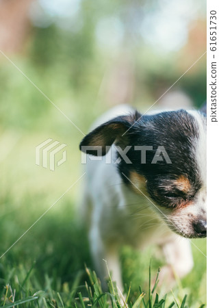 Cute little chihuahua Dog playing and crawl on a lawn full of green fresh spring grass. Selective focus bokeh background. Vertical composition for flyers or phone screens with copyspace Cute little chihuahua Dog playing and crawl on a lawn full of green fresh spring grass. Selective focus bokeh background. Vertical composition for flyers or phone screens with copyspace 61651730