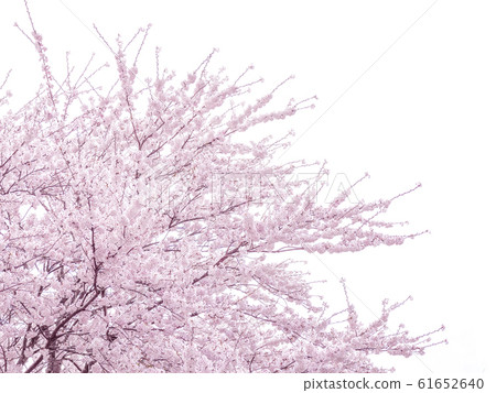 Sakura 1689 61652640