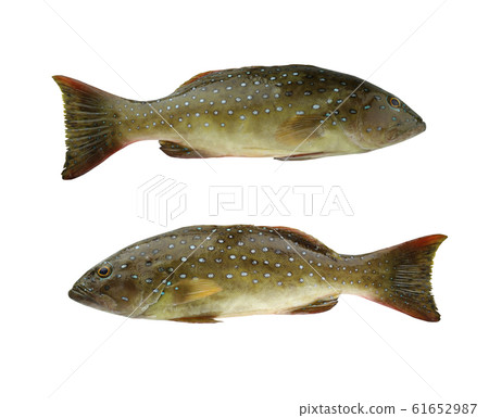 Blue point grouper or Coral trout isolated on white background. Blue point grouper or Coral trout isolated on white background. 61652987