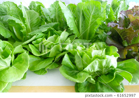 Hydroponic Salad or Fresh green vegetables. Hydroponic Salad or Fresh green vegetables. 61652997