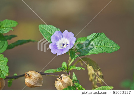 Oossenari花 61653137