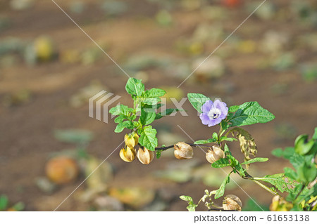 Oossenari花 61653138