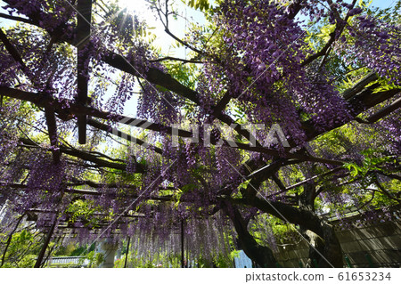 我們去看了選千寺的紫藤。＃38 61653234