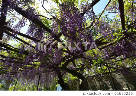 We went to see Wisteria of Chosenji Temple. # 37 We went to see Wisteria of Chosenji Temple. # 37 61653236