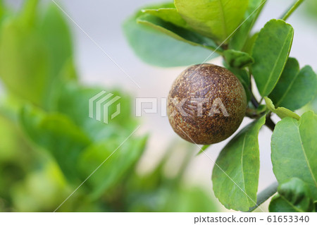 fungus rust of lime. fungus rust of lime. 61653340