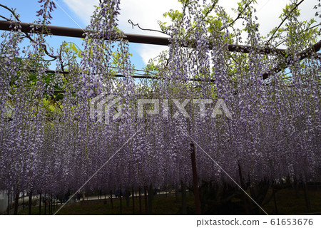 我們去看了千千寺無極＃55 61653676