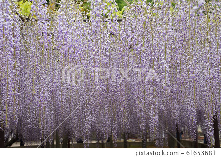 我們去看了選千寺的紫藤。#51 我們去看了選千寺的紫藤。#51 61653681