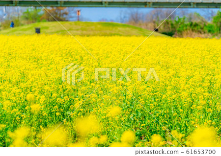 One-sided rape field [Nagano Prefecture] 61653700