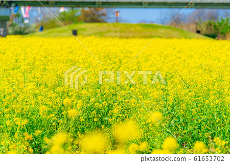 One-sided rape field [Nagano Prefecture] 61653702