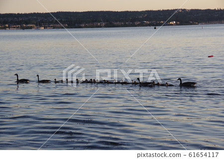 水禽的父母和孩子連續 61654117