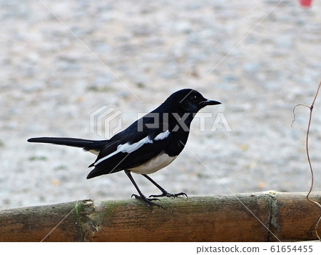 Portrait Standing Oriental magpie robin bird. 61654455