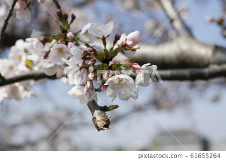 櫻花 61655264