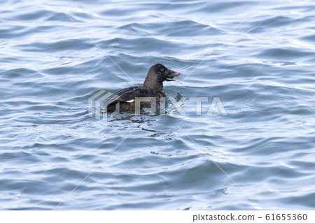 Velvet Quincy 61655360