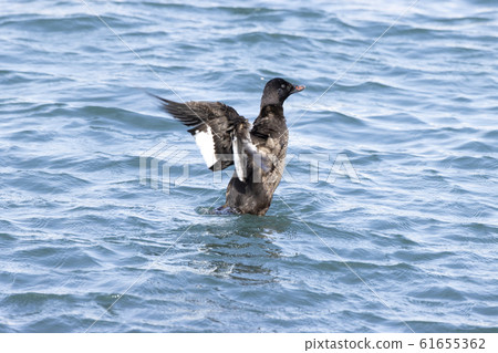 Velvet Quincy Velvet Quincy 61655362