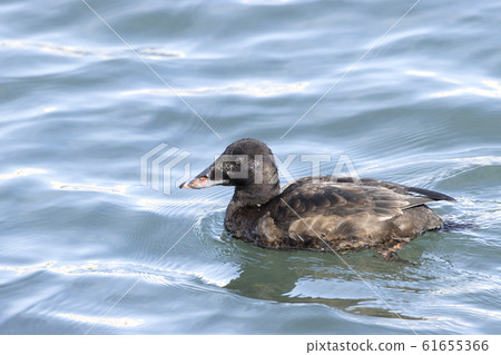 Velvet Quincy 61655366