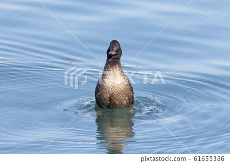 Velvet Quincy Velvet Quincy 61655386