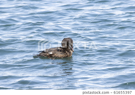 Velvet Quincy Velvet Quincy 61655397