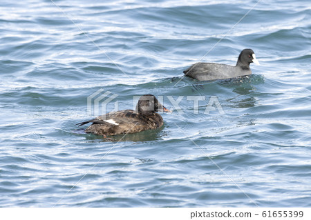 Velvet Quincy 61655399