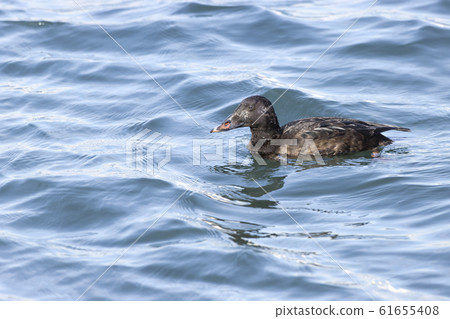 Velvet Quincy Velvet Quincy 61655408