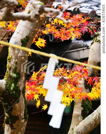 Kyoto Kyotango City Kotohira Shrine Shrine grounds and remaining autumn leaves (early winter) Kyoto Kyotango City Kotohira Shrine Shrine grounds and remaining autumn leaves (early winter) 61655603