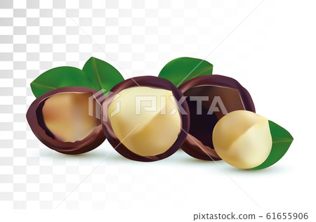 3D realistic macadamia nut isolated on transparent background. Shelled Macadamia nuts with green leaf. Vector illustration. 61655906