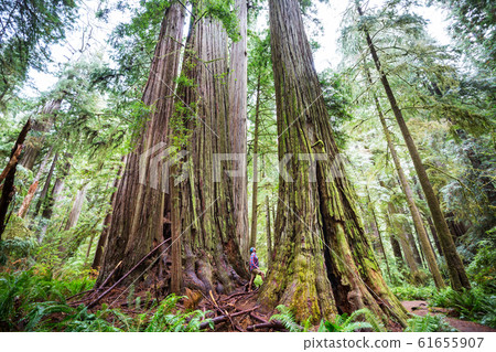 Redwoods 61655907