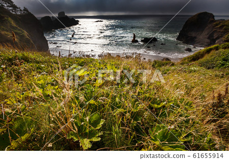 Oregon coast Oregon coast 61655914