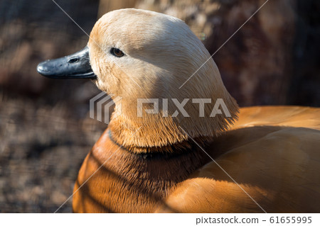Red shelduck Taishiro Ward, Sendai City Red shelduck Taishiro Ward, Sendai City 61655995