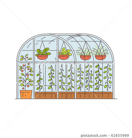 Glass greenhouse with growing plants in pots, cartoon sketch vector illustration isolated. Glass greenhouse with growing plants in pots, cartoon sketch vector illustration isolated. 61655999
