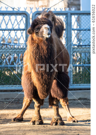 Bactrian camel @ Taihaku Ward, Sendai City 61656022