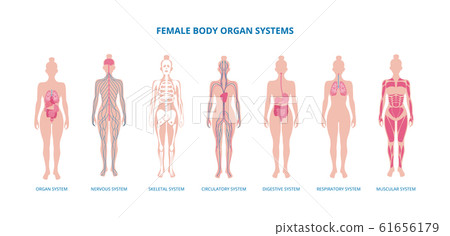 Female body biological infographic set flat vector illustration isolated. 61656179