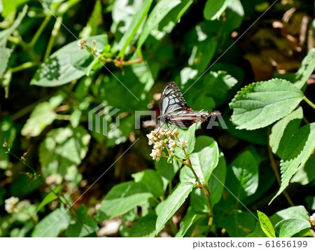 Relaxing Asagi Madara 61656199