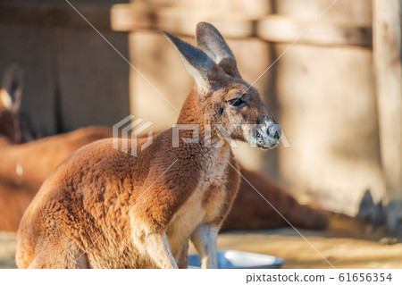 仙台市大白區紅袋鼠 仙台市大白區紅袋鼠 61656354